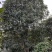 桂花树金桂花树河南省信阳地区潢川县嫁接小叶金桂