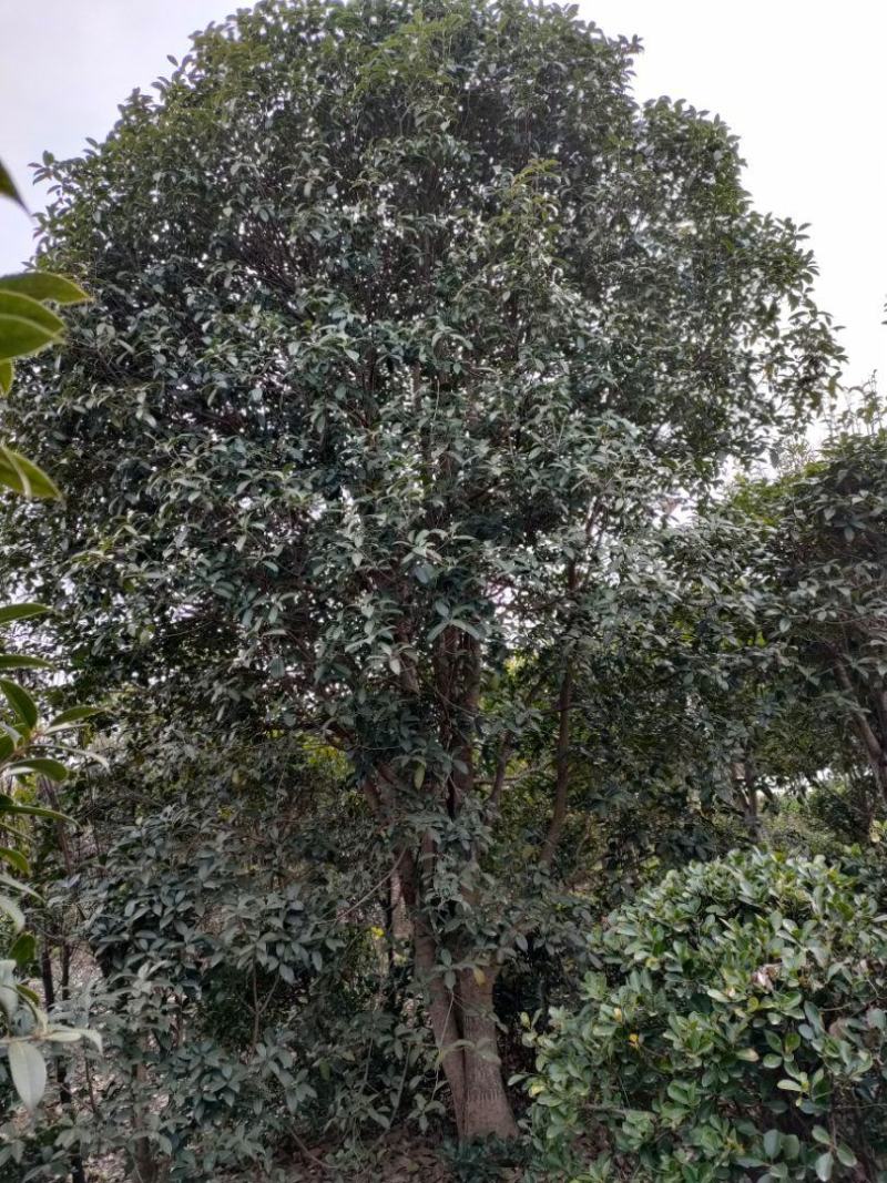桂花树金桂花树河南省信阳地区潢川县嫁接小叶金桂