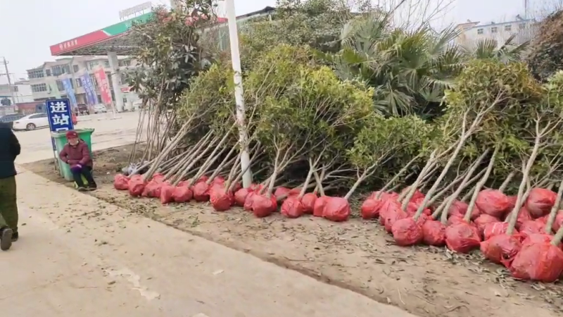 桂花树金桂花树河南省信阳地区潢川县嫁接小叶金桂