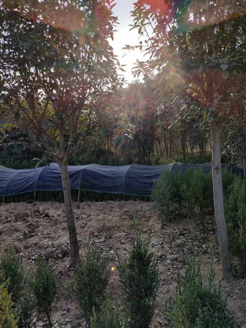 桂花树金桂花树河南省信阳地区潢川县嫁接小叶金桂
