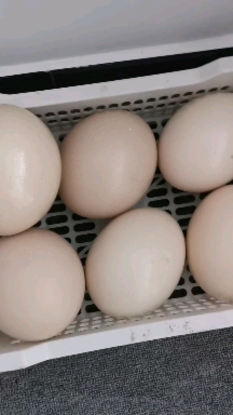 食用鸵鸟蛋