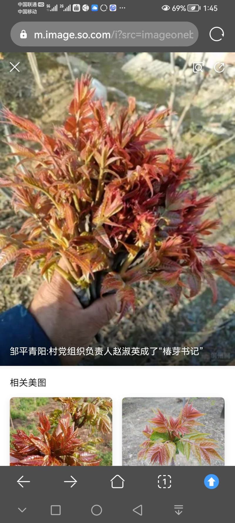 邹平市香椿芽