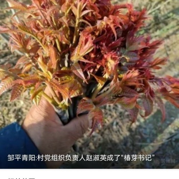 邹平市香椿芽