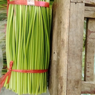 开封通许精品红帽蒜苔基地直供货源充足量大