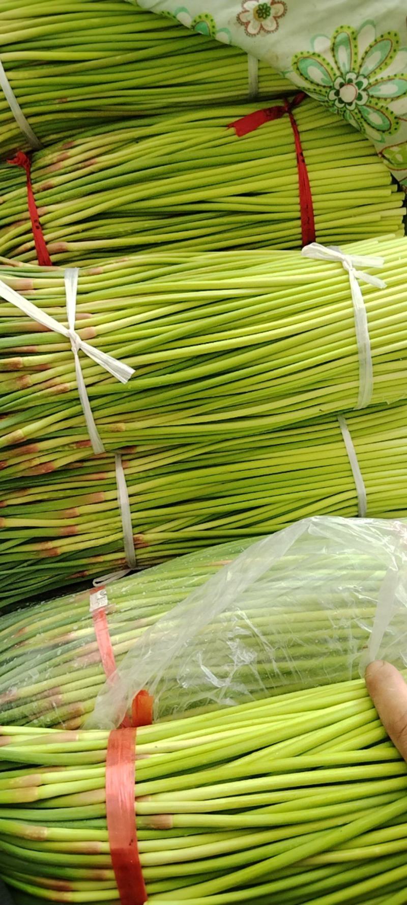 开封通许精品红帽蒜苔基地直供货源充足量大