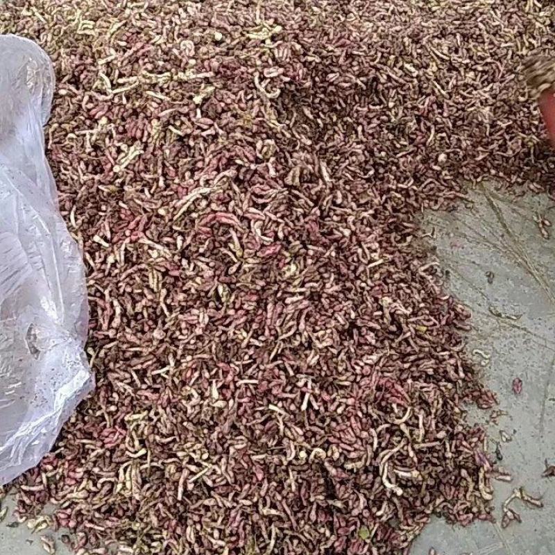 （优质款冬花根苗）常年收购出售冬花白根种苗