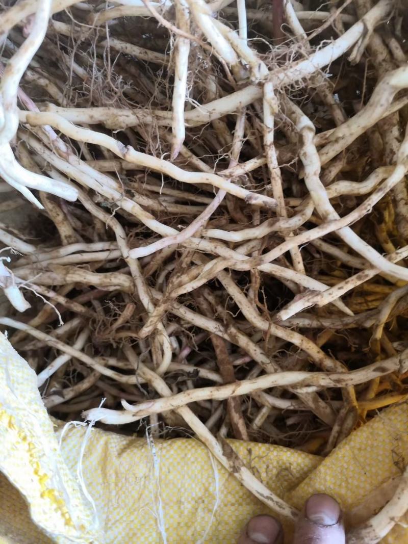 （优质款冬花根苗）常年收购出售冬花白根种苗