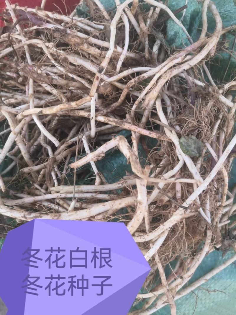 （优质款冬花根苗）常年收购出售冬花白根种苗