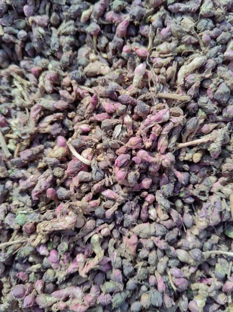 （优质款冬花根苗）常年收购出售冬花白根种苗
