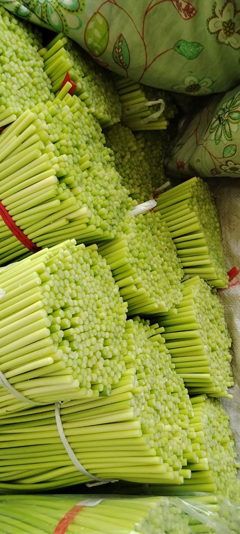 开封通许精品红帽蒜苔基地直供货源充足量大