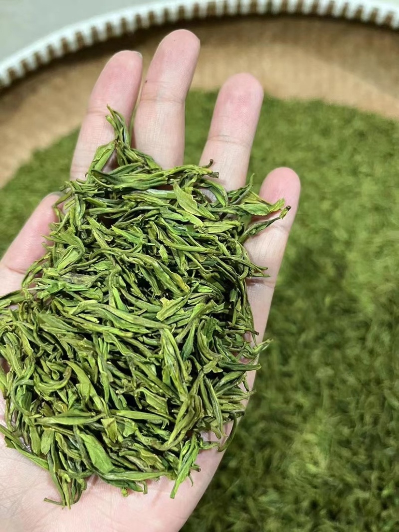 明前安吉白茶，毛峰，批发采购