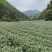明前安吉白茶，毛峰，批发采购