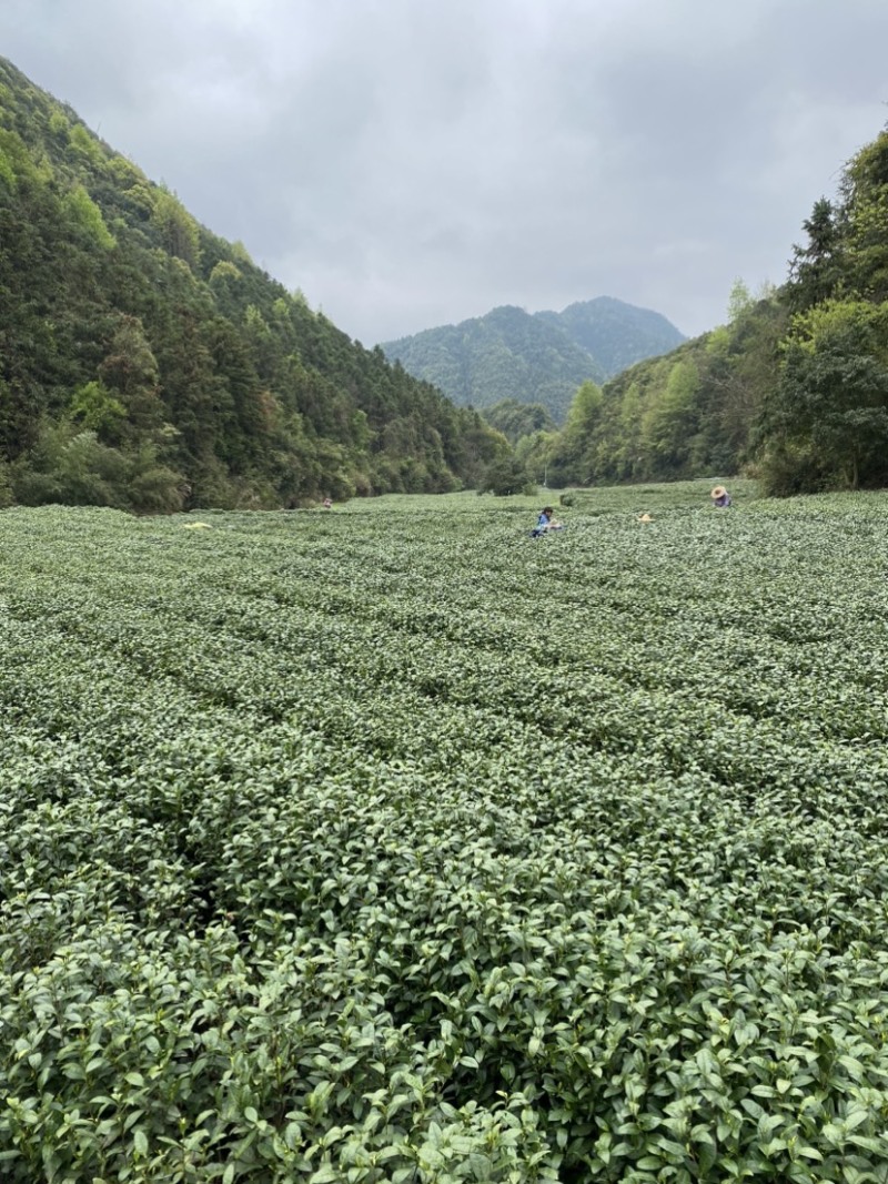 明前安吉白茶，毛峰，批发采购