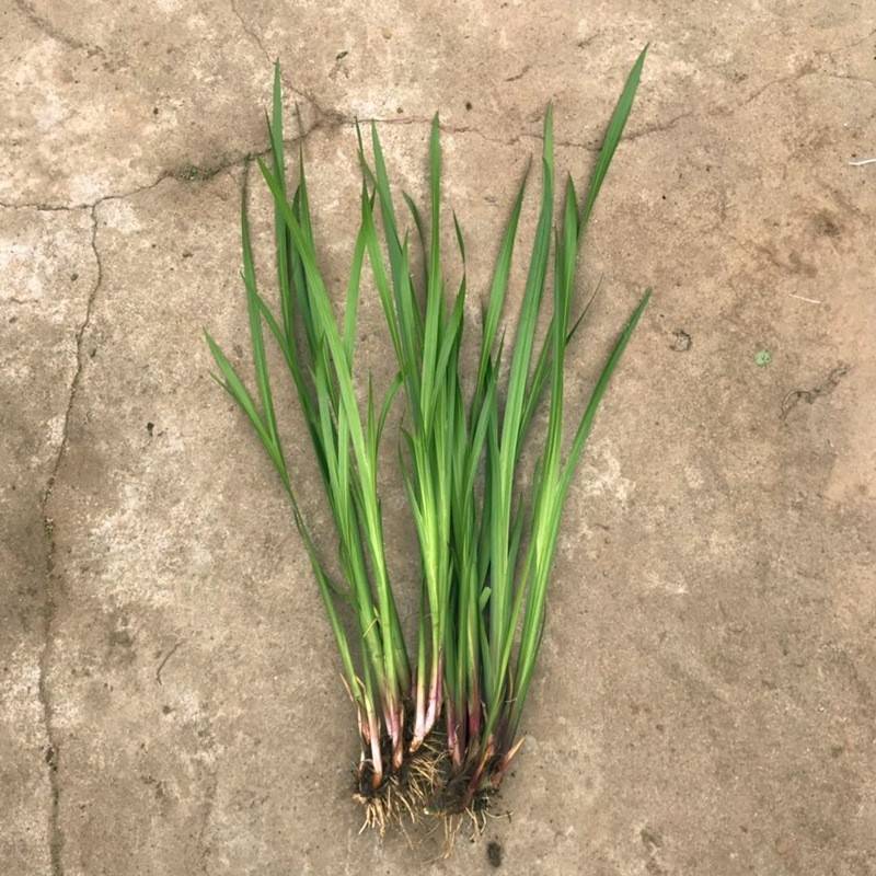 端午节水菖蒲种根干货一手货源欢迎咨询采购