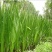 端午节水菖蒲种根干货一手货源欢迎咨询采购