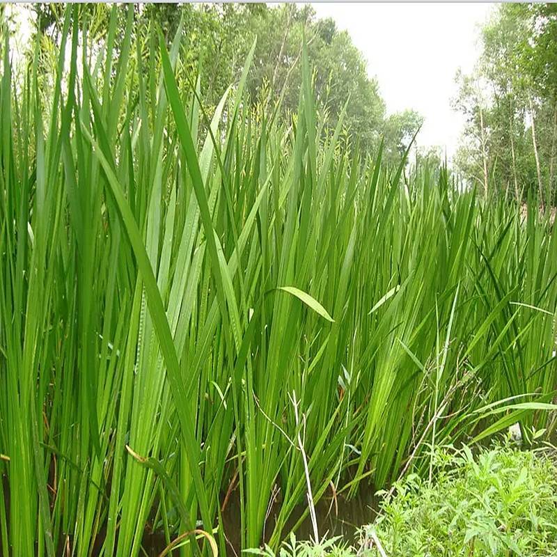 端午节水菖蒲种根干货一手货源欢迎咨询采购