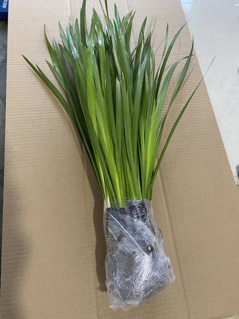 端午节水菖蒲种根干货一手货源欢迎咨询采购