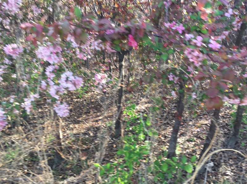 各种规格北美紫色垂丝海棠树西府海棠垂丝海棠低价出售