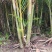 散尾老桩