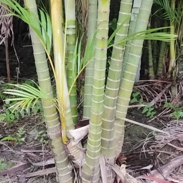 散尾老桩