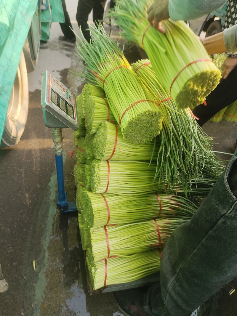 【荐】蒜薹，精品红帽蒜苔大量上市，货量充足，欢迎采购。
