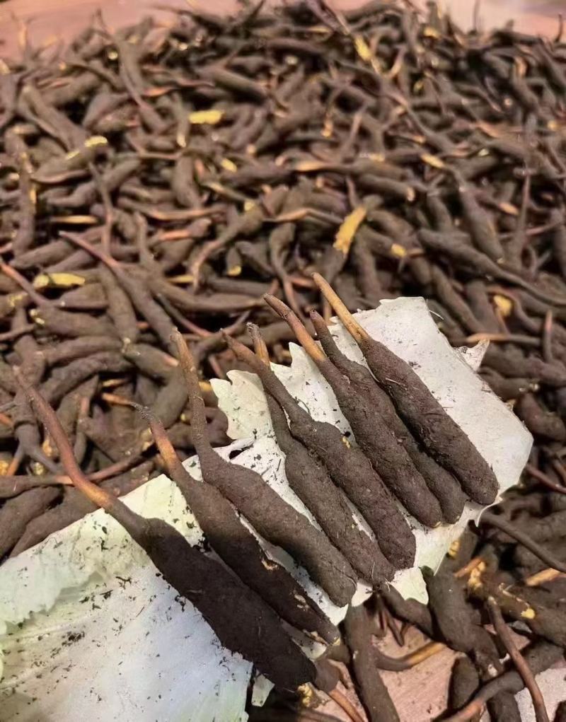 冬虫夏草
