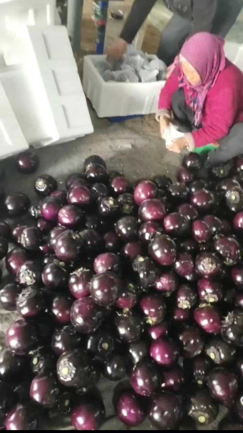 山东圆茄子产地直发品质保证一手货源量大从优