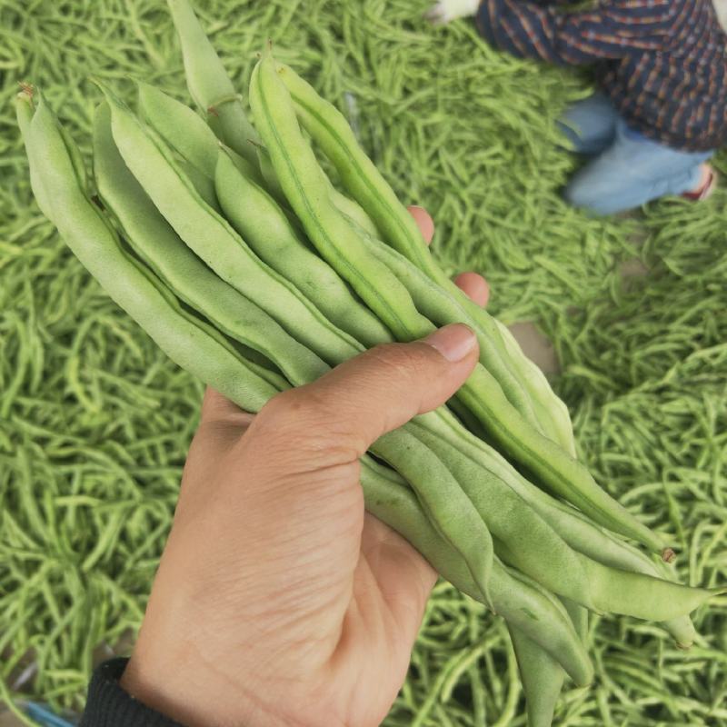 广西四季豆大量上市，支持市场货，电商货，散装袋装都可以。