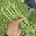 广西四季豆大量上市，支持市场货，电商货，散装袋装都可以。