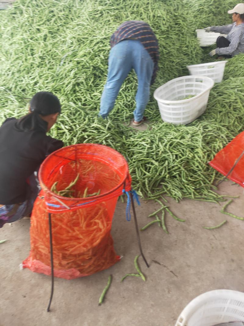 广西四季豆大量上市，支持市场货，电商货，散装袋装都可以。