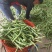 广西四季豆大量上市，支持市场货，电商货，散装袋装都可以。