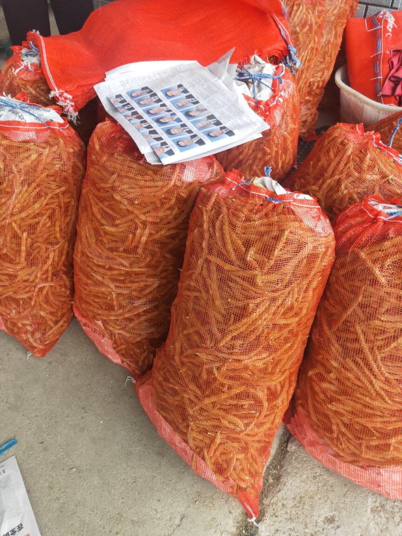 广西四季豆大量上市，支持市场货，电商货，散装袋装都可以。