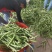 广西四季豆大量上市，支持市场货，电商货，散装袋装都可以。