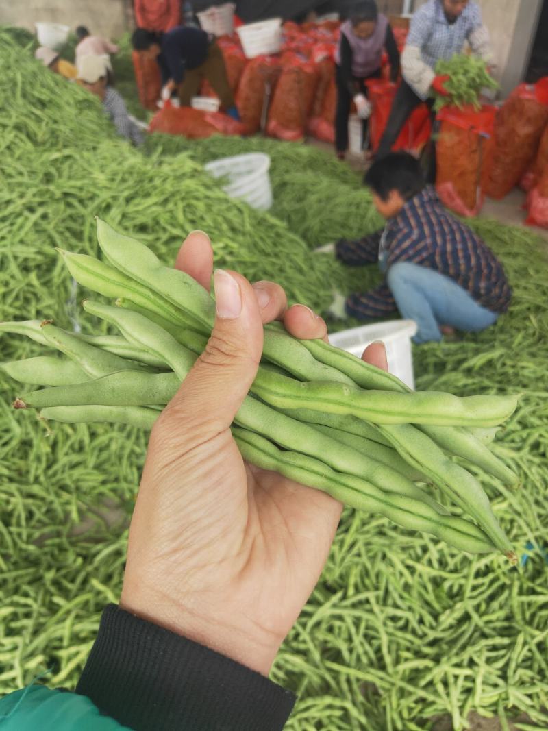 广西四季豆大量上市，支持市场货，电商货，散装袋装都可以。