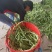 广西四季豆大量上市，支持市场货，电商货，散装袋装都可以。