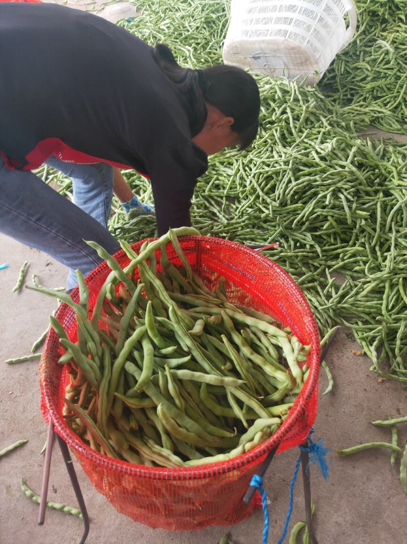 广西四季豆大量上市，支持市场货，电商货，散装袋装都可以。