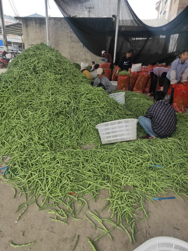 广西四季豆大量上市，支持市场货，电商货，散装袋装都可以。