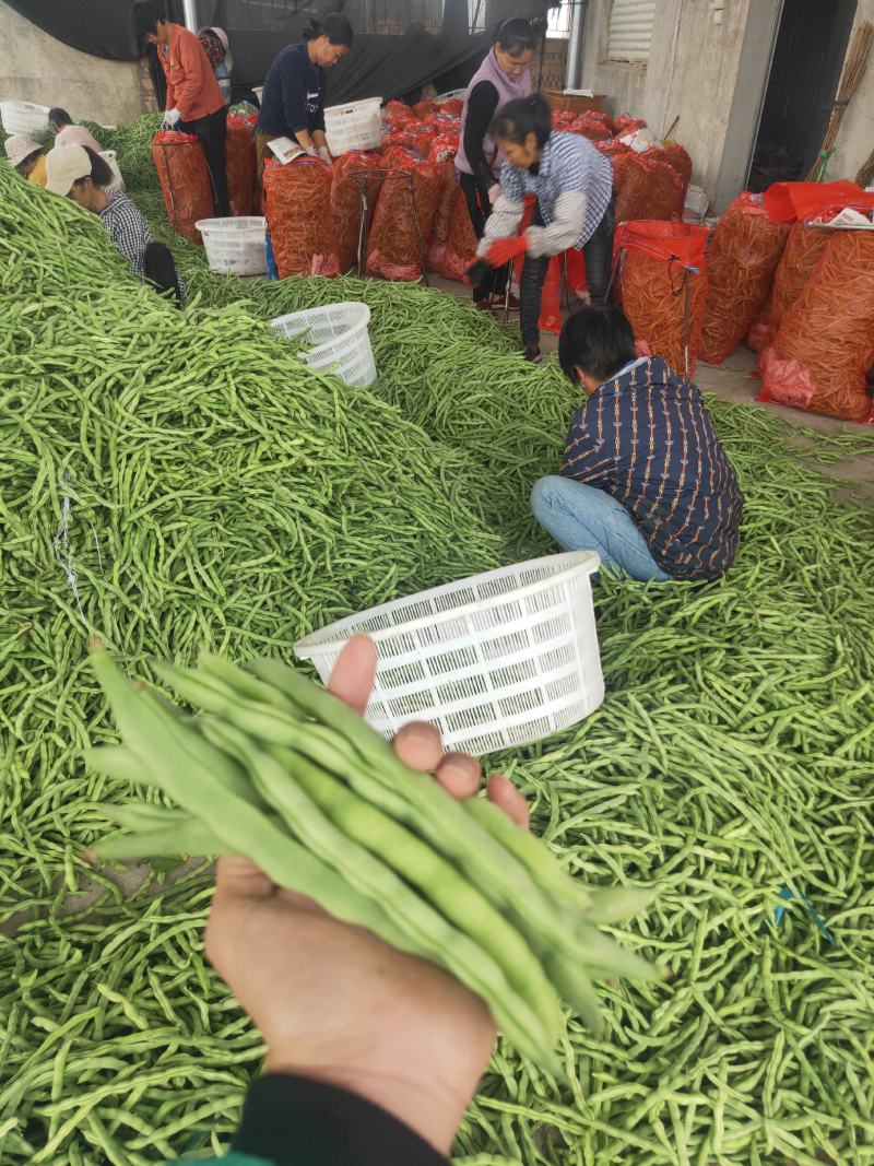 广西四季豆大量上市，支持市场货，电商货，散装袋装都可以。