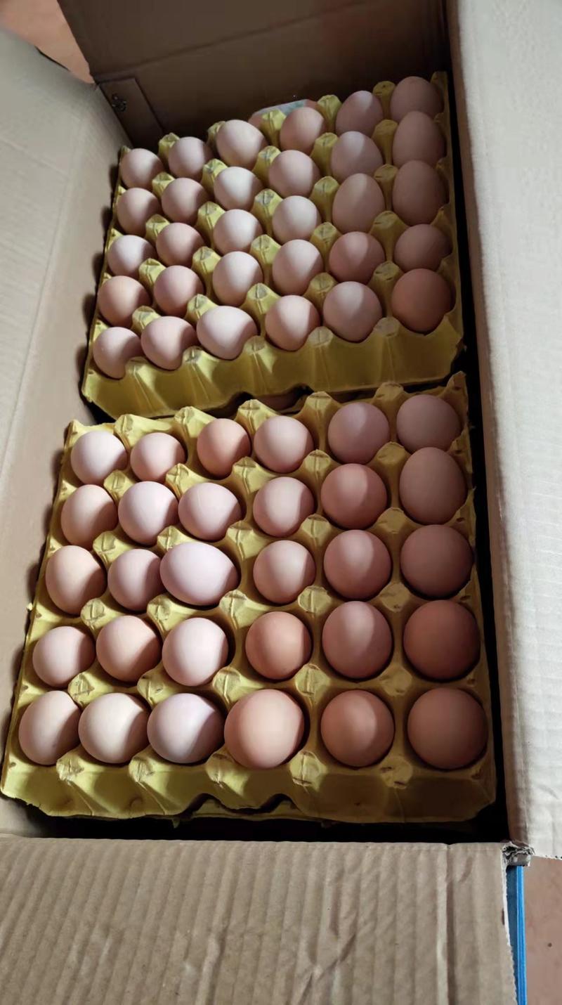 农家黑凤白凤粉八粉六土鸡蛋散养粉壳蛋壳厚蛋香蛋优价美