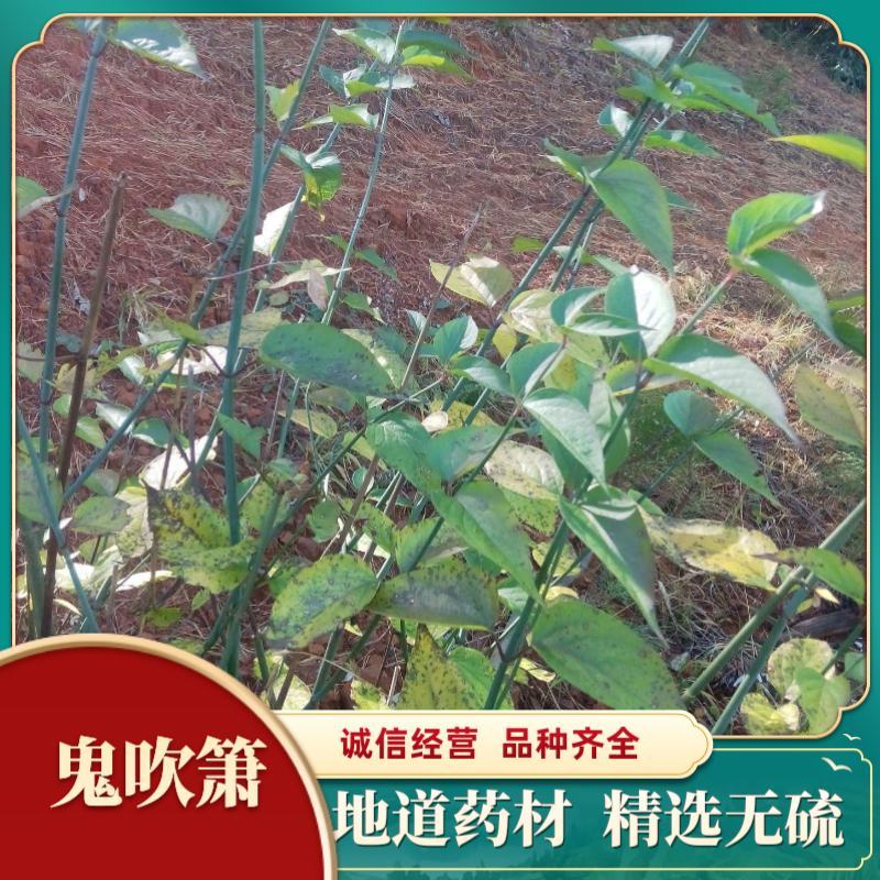 中药材鬼吹箫炮竹筒鬼竹子空心草大追风正品包邮
