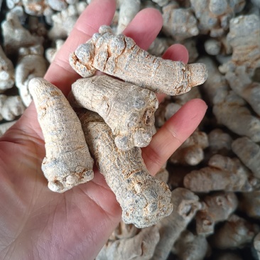 文山三七根茎（产地直批，多规格可选，可免费打粉）