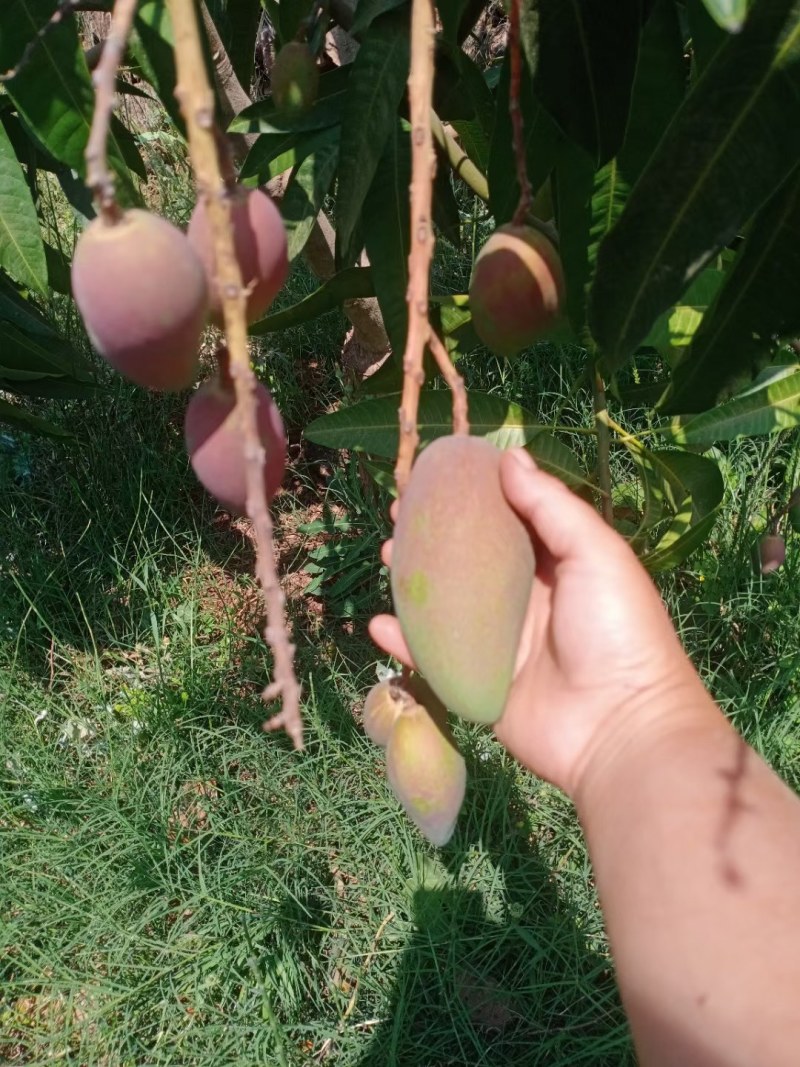 贵妃芒果