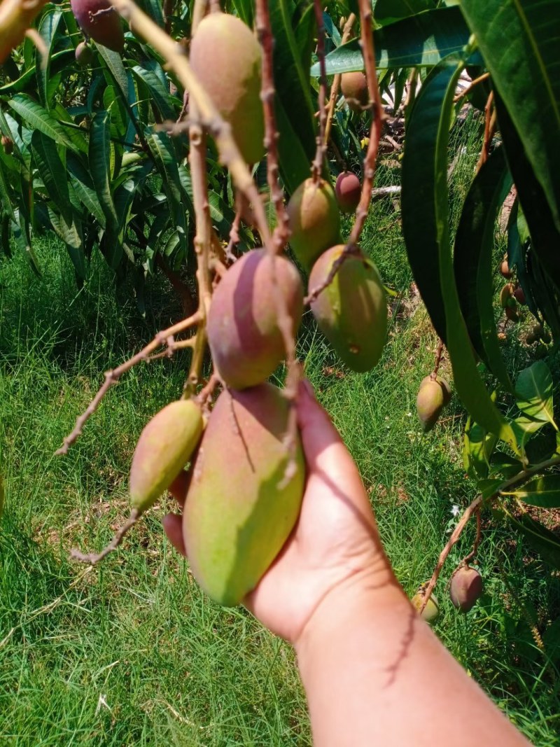 贵妃芒果