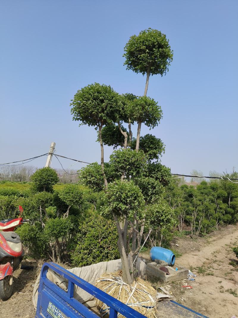 造型小叶女贞