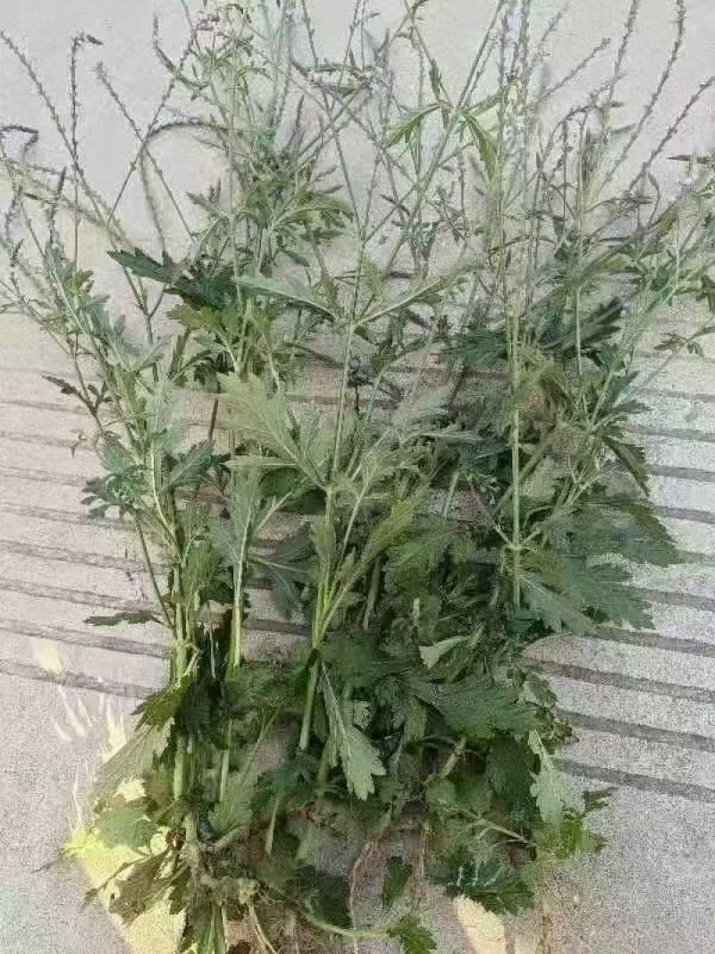 新鲜干货云南野生中药材马鞭草马边草马鞭梢500g