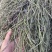 新鲜干货云南野生中药材马鞭草马边草马鞭梢500g