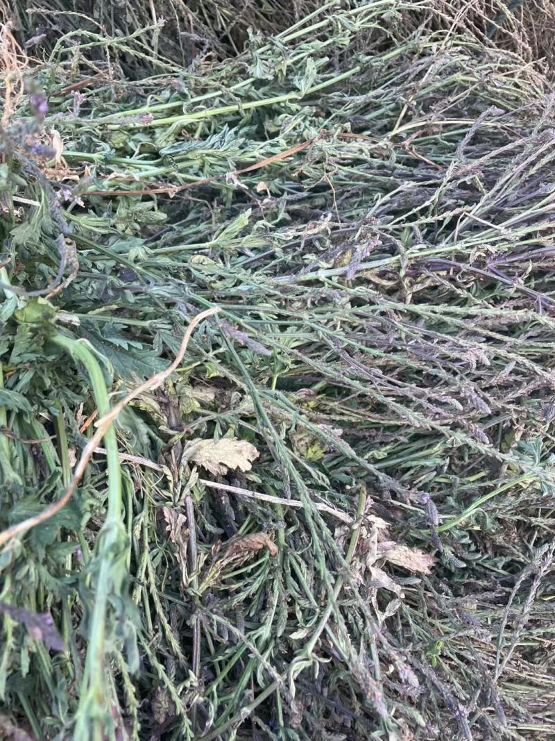 新鲜干货云南野生中药材马鞭草马边草马鞭梢500g