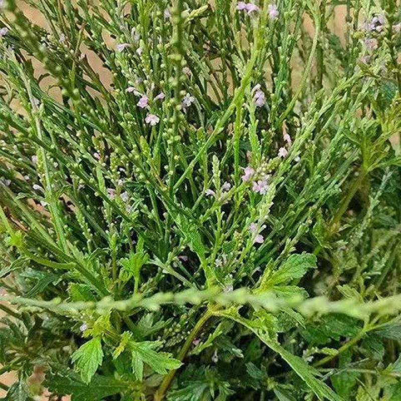 新鲜干货云南野生中药材马鞭草马边草马鞭梢500g