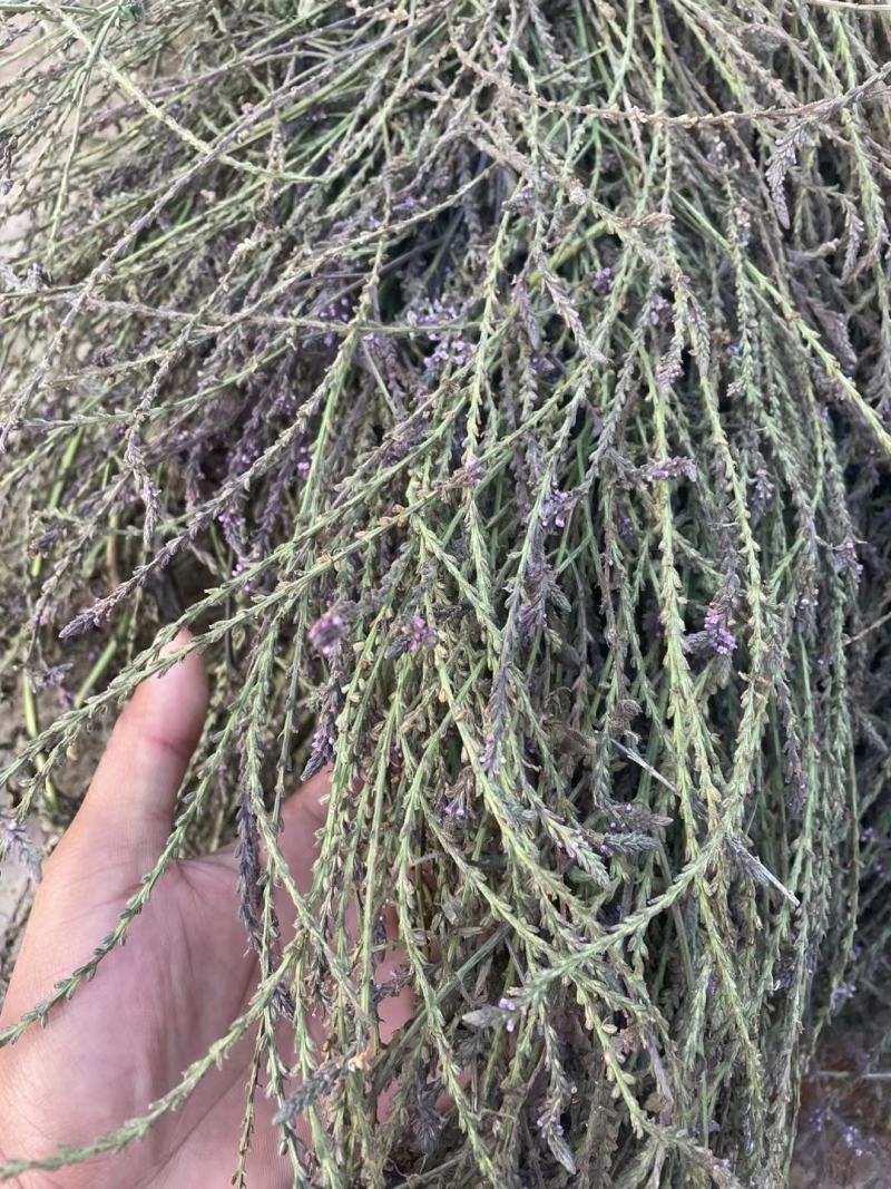 新鲜干货云南野生中药材马鞭草马边草马鞭梢500g