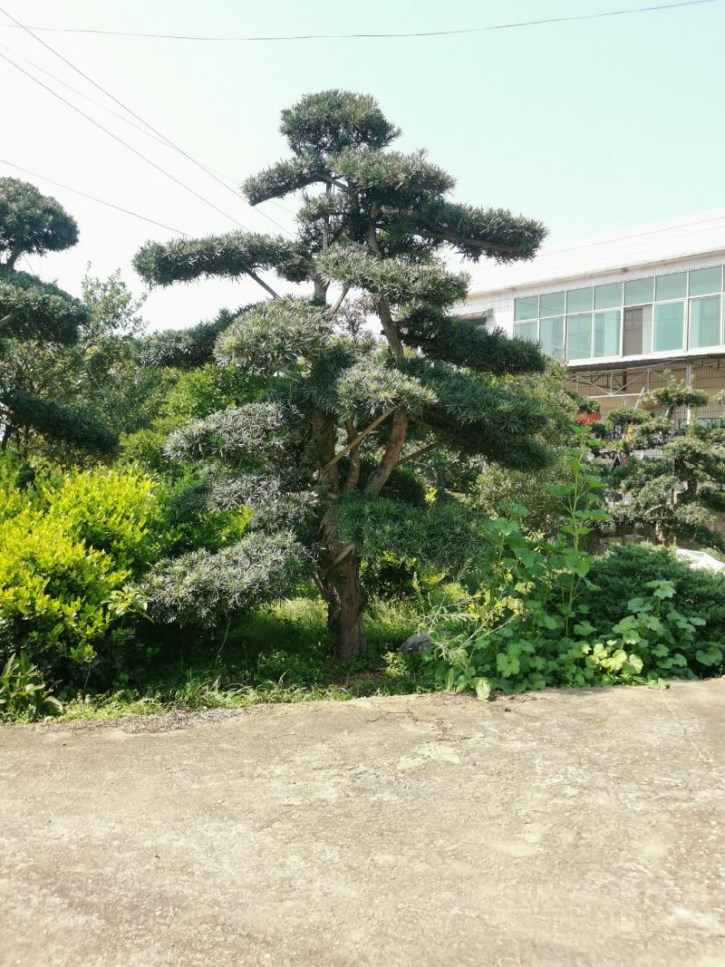 精品造型罗汉松，双杆